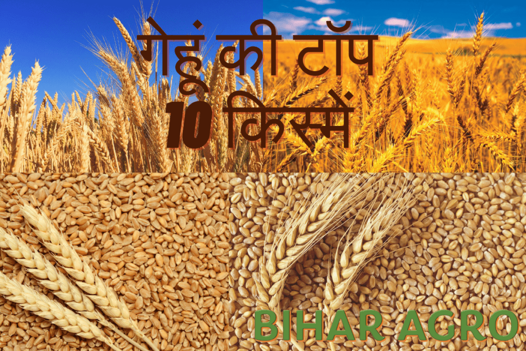 Top 10 wheat variety गेहूं की टॉप 10 किस्में