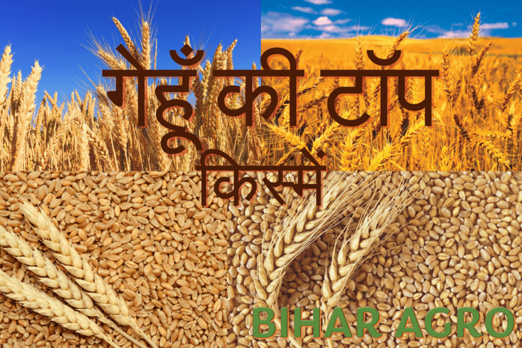 Gehu ki variety
Top Wheat variety 2025