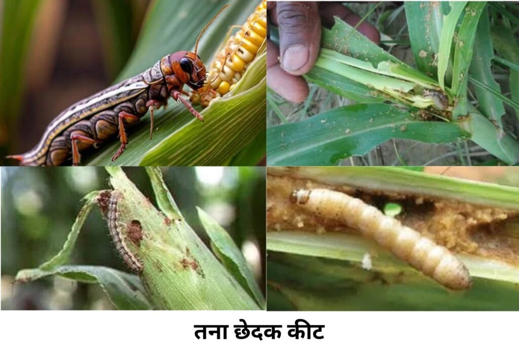 ज्वार (Sorghum): प्रमुख कीट, लक्षण एवं बचाव (Sorghum: Pests, Symptoms and Prevention)