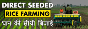 Dhan Ki ropai, Rice Seeding
