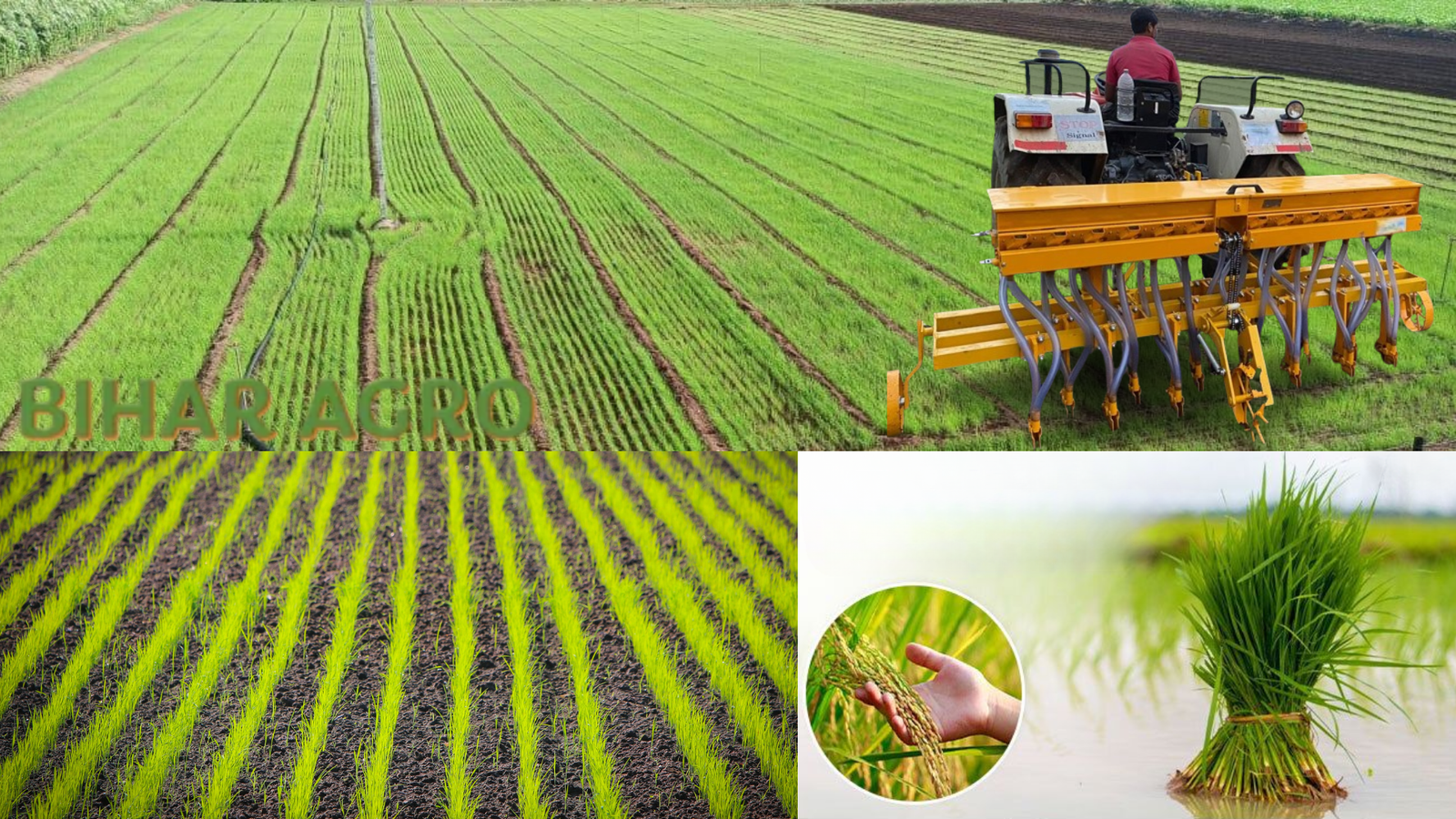 DSR (DIRECT SEEDING RICE) DSR (DIRECT SEEDED RICE)