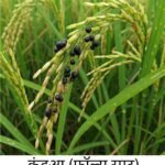 कंडुआ (फॉल्स स्मट) रोग क्या है (Kandua (Faulse Smat) Rog
