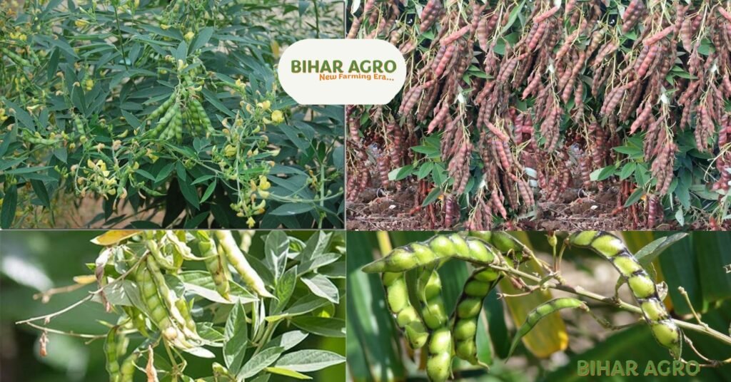 अरहर की खेती (Arhar ki kheti), तुअर दाल की खेती (Toor dal ki kheti)
Pigeon Pea cultivation, अरहर/तुअर के प्रकार (Pigeon Pea varieties), अरहर/तुअर रोग नियंत्रण (Pigeon Pea disease control), अरहर/तुअर की पैदावार (Pigeon Pea yield), अरहर/तुअर के लिए मिट्टी (Soil for Pigeon Pea), दलहनी फसलें (Pulses farming), भारत में अरहर की खेती (Pigeon Pea farming in India), अरहर/तुअर की उन्नत किस्में (Improved varieties of Pigeon Pea),
