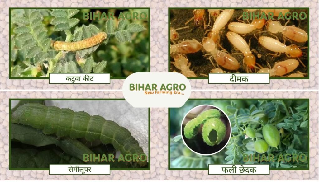 चने के कीट और रोग नियंत्रण (Pests & Disease Management)