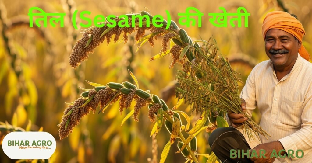 तिल (Sesame) की खेती
