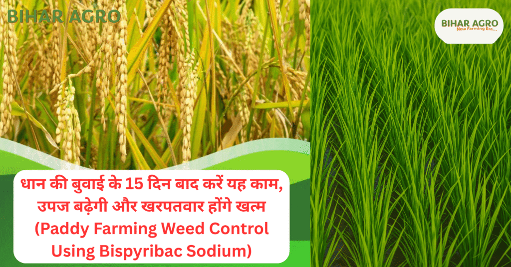 bispyribac sodium use in paddy, धान में खरपतवार नियंत्रण, paddy weed control herbicide, bispyribac sodium dose per acre, धान की फसल में दवा, खरपतवार नियंत्रण के उपाय, खरपतवार नाशक दवा नाम, Paddy farming weed management, best herbicide for rice farming, dhankheti me kya daale,