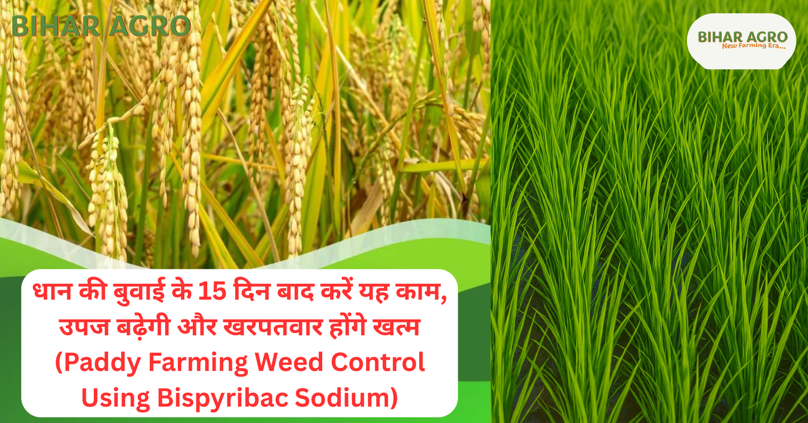 bispyribac sodium use in paddy, धान में खरपतवार नियंत्रण, paddy weed control herbicide, bispyribac sodium dose per acre, धान की फसल में दवा, खरपतवार नियंत्रण के उपाय, खरपतवार नाशक दवा नाम, Paddy farming weed management, best herbicide for rice farming, dhankheti me kya daale,