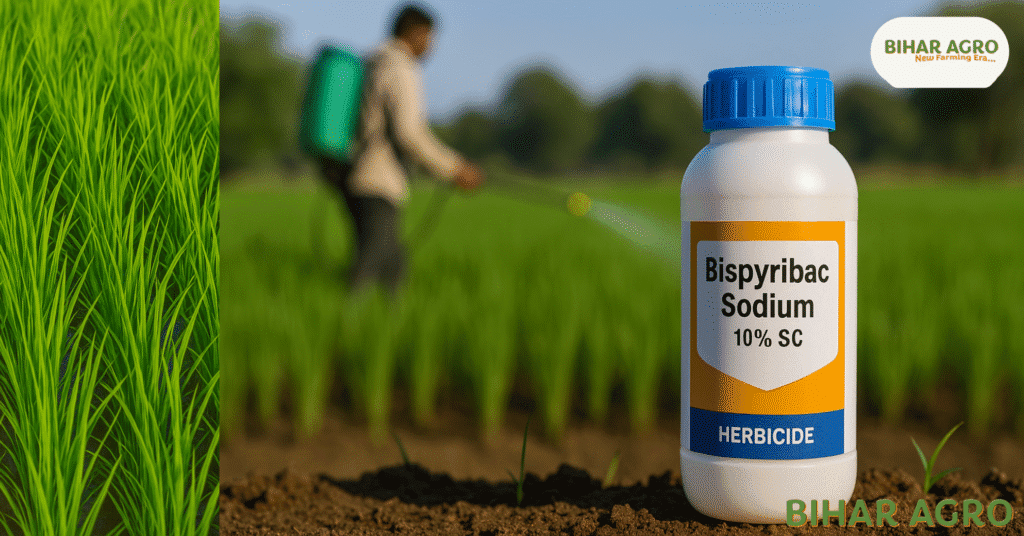 A modern Indian paddy field scene during golden sunrise, showing a farmer spraying herbicide using a knapsack sprayer, with a labeled Bispyribac Sodium 10% SC bottle placed prominently in the foreground. One side of the field has lush green weed-free rice plants arranged in rows, and the other side is covered with uncontrolled weeds. In the background, an agriculture advisor is giving instructions to a group of farmers. The overall vibe should reflect modern farming, weed control success, and healthy crop growth with vibrant greens and warm light."
📏 Size: 2016x1056 pixels
🖼️ Style: Photorealistic, vibrant, wide landscape
🌞 Mood: Hopeful, productive, early morning light