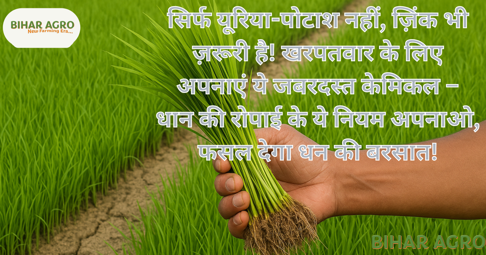 paddy plantation, SRI method, Bihar agriculture, direct seeding rice, alternate wetting drying, organic fertilizer