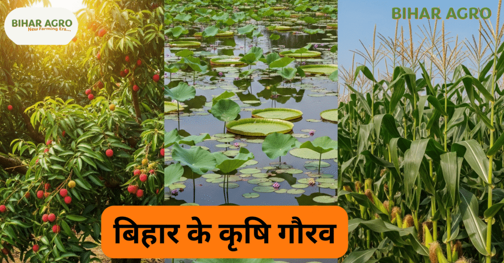 बिहार कृषि निर्यात, APEDA बिहार कार्यालय, किसानों के लिए बिहार सरकार योजना, बिहार शाही लीची निर्यात, बिहार कृषि प्रशिक्षण, बिहार कृषि बागवानी उत्पाद, बिहार मखाना निर्यात, बिहार सब्जी निर्यात, बिहार कृषि पैकहाउस, बिहार कृषि प्रमाणन,