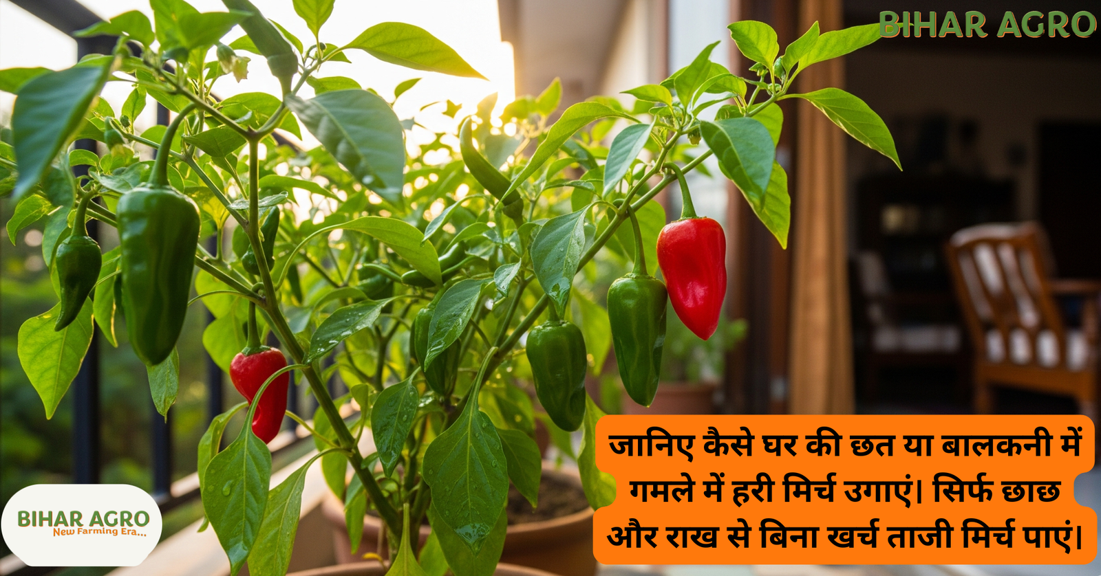 हरी मिर्च उगाने का तरीका, घर में मिर्च की खेती, गमले में मिर्च उगाना, मिर्च की पैदावार बढ़ाने के उपाय, balcony farming chilli,