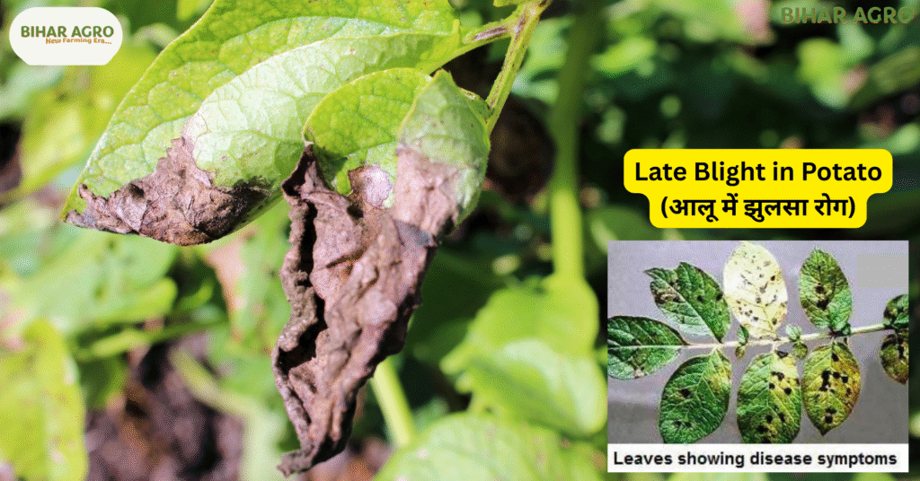 Late Blight in Potato, लेट ब्लाइट रोग, आलू का झुलसा रोग, आलू की फसल में रोग, आलू रोग नियंत्रण, Late blight treatment, Organic control in potato, Resistant potato varieties, Potato fungicide spray, Disease-free potato seeds,