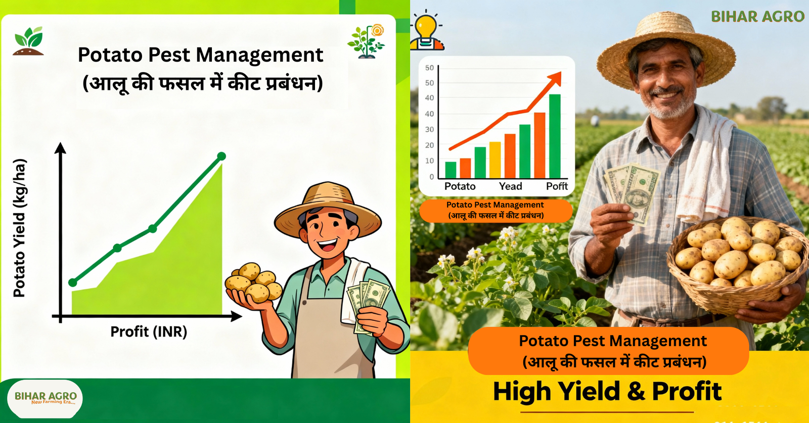 Potato Pest Management