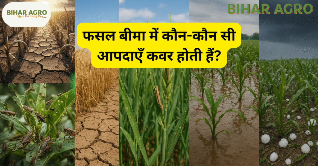 फसल बीमा, crop insurance, फसल बीमा लाभ, PMFBY, फसल बीमा योजना, खेती बीमा, किसान फसल बीमा, crop insurance benefits, crop insurance india, कृषि बीमा,