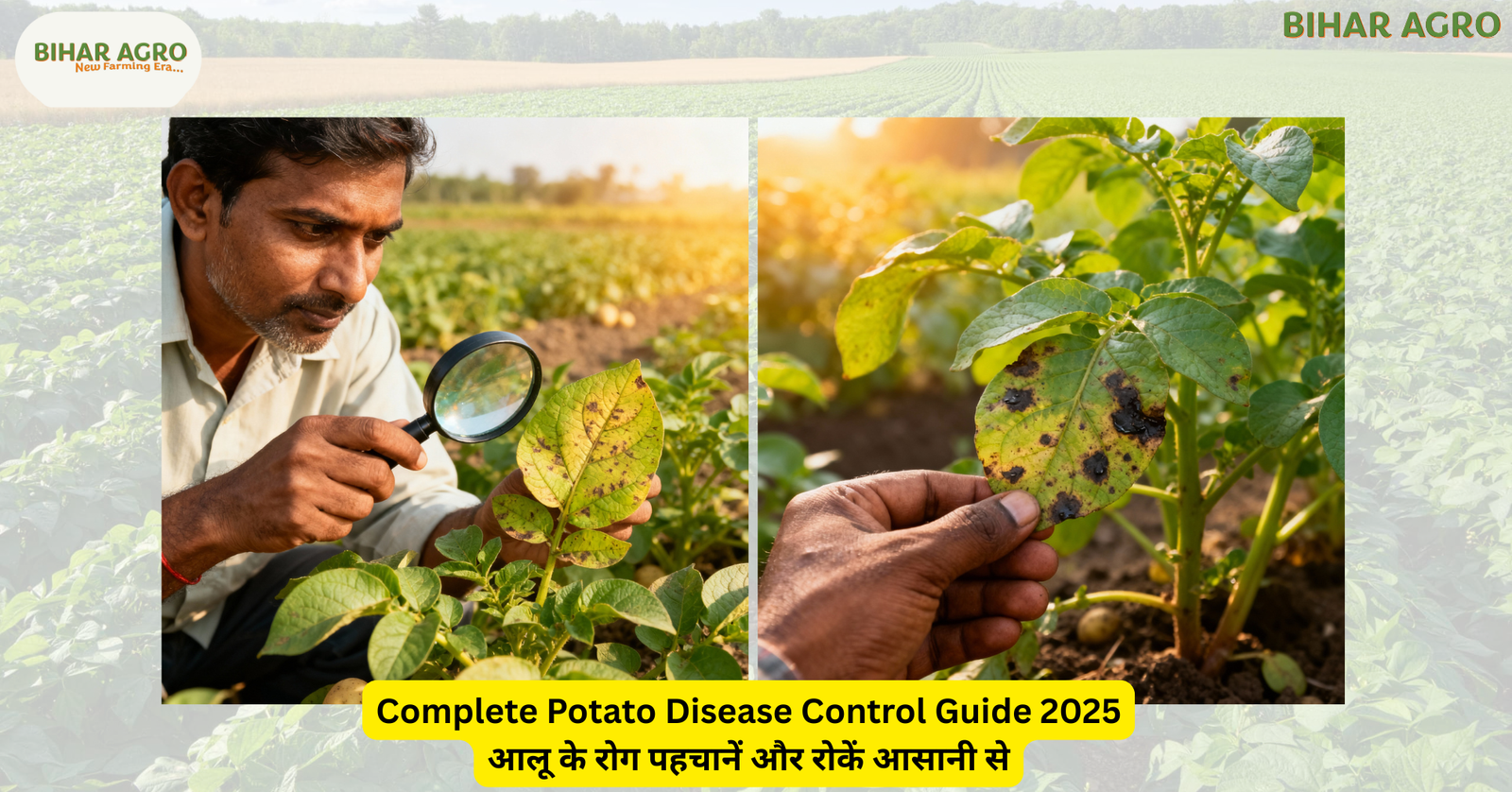 Potato Disease Control
