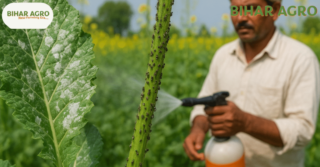 Sarson ki Kheti, सरसों की खेती, mustard farming, sarso farming guide, oilseed crops, rabi crops, agriculture, sarso price, sarso production