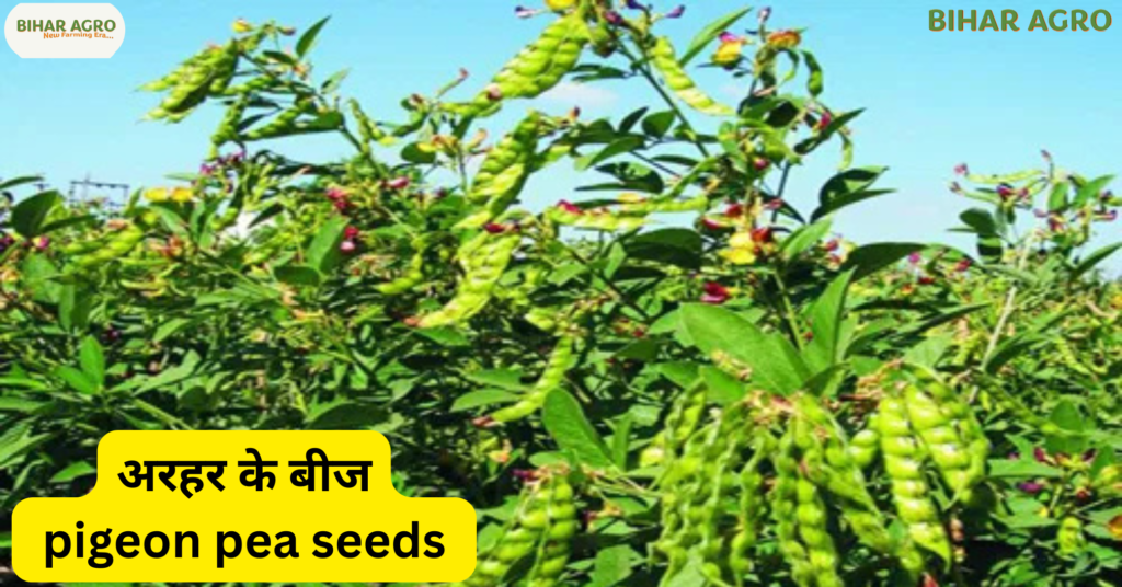 अरहर के बीज, pigeon pea seeds, अरहर बीज कीमत, best pigeon pea seeds, arhar seed rate,