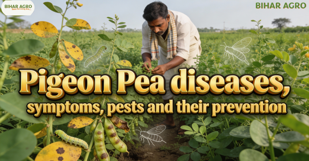 अरहर के रोग, Pigeon Pea diseases, अरहर की खेती, तूर दाल के रोग, फली छेदक कीट नियंत्रण, उकठा रोग, अरहर के रोग (Pigeon Pea diseases) लक्षण कीट और उनकी रोकथाम, जैविक खेती, Arhar crop protection, Wilt disease in Pigeon Pea, Sterility Mosaic Virus, Organic farming of Tur, Pigeon pea pest management,