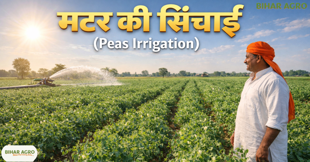 मटर की सिंचाई, Peas Irrigation, मटर की खेती, मटर में पानी, Peas Farming, Peas Irrigation, Matar Farming, Irrigation Tips, Vegetable Farming, Indian Agriculture,