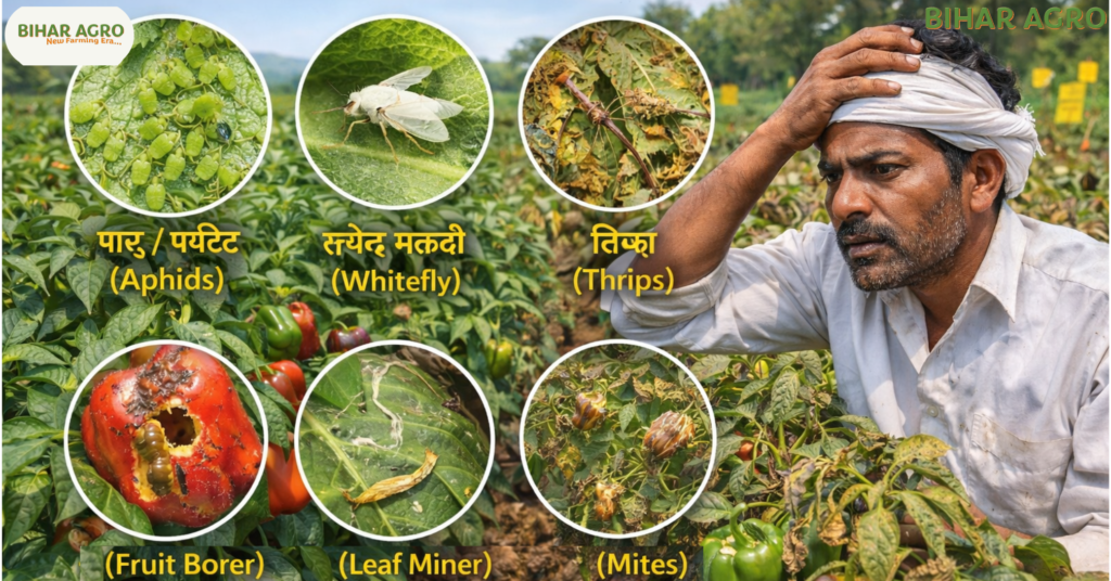 शिमला मिर्च कीट (Capsicum Pests) से 60% नुकसान कैसे बचाएँ Useful Knowledge