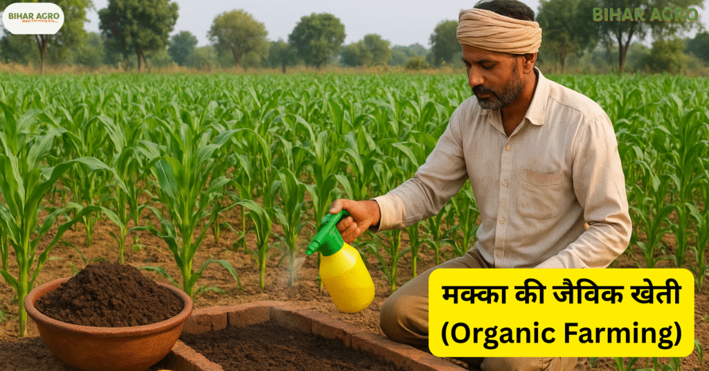 मक्का की खेती, maize farming, रबी के मौसम में मक्का की खेती, Rabbi Season me Makka ki kheti,