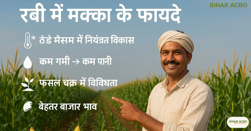 Why is maize cultivation beneficial in Rabi season, रबी सीजन में मक्का की खेती क्यों फायदेमंद है,