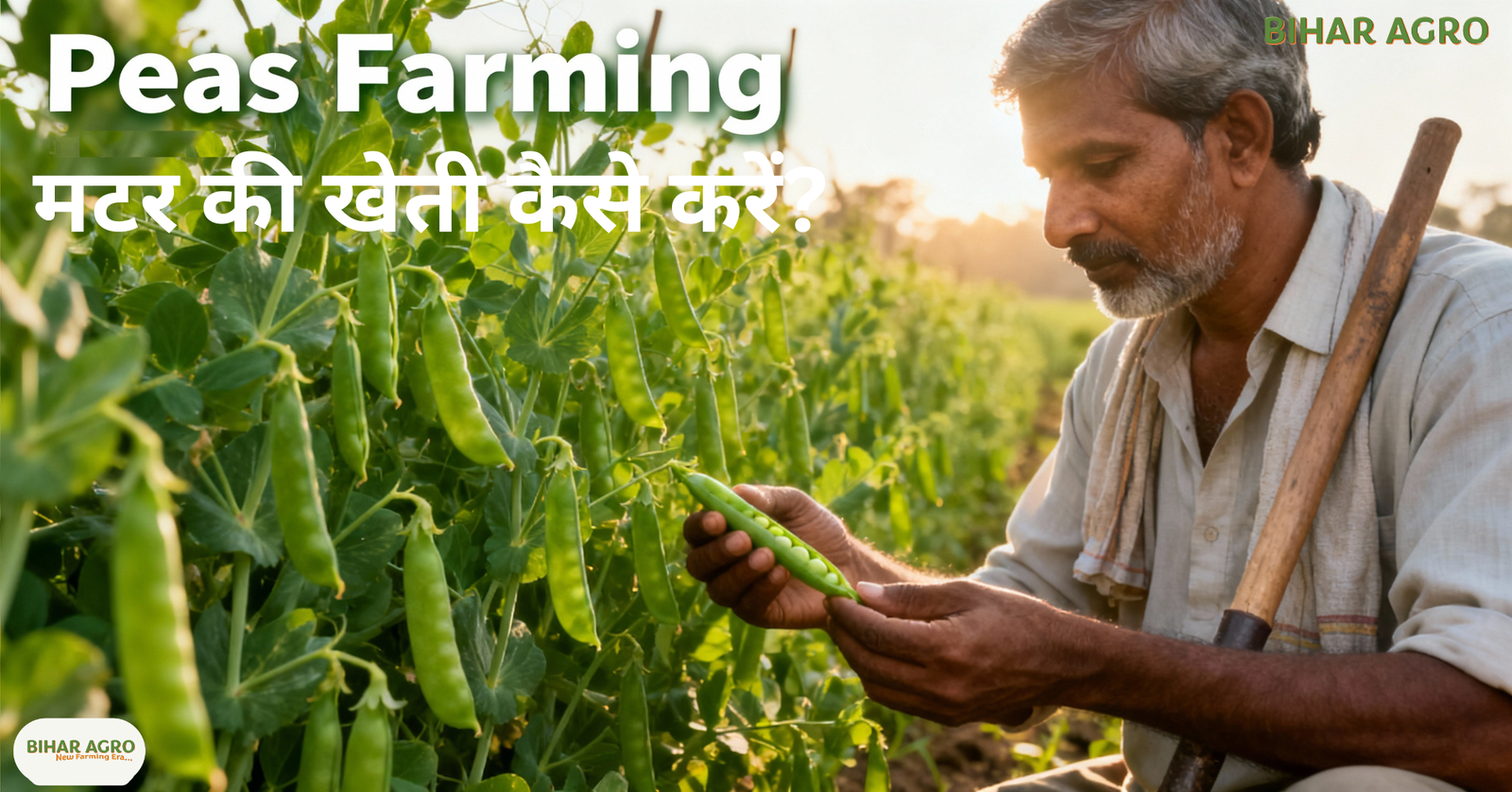 मटर की खेती कैसे करें?, Peas Farming, मटर की उन्नत खेती, मटर की जैविक खेती, मटर की वैज्ञानिक खेती, मटर की किस्में, मटर में कीट नियंत्रण, मटर की बुवाई का समय, मटर की खेती से लाभ, मटर की पैदावार