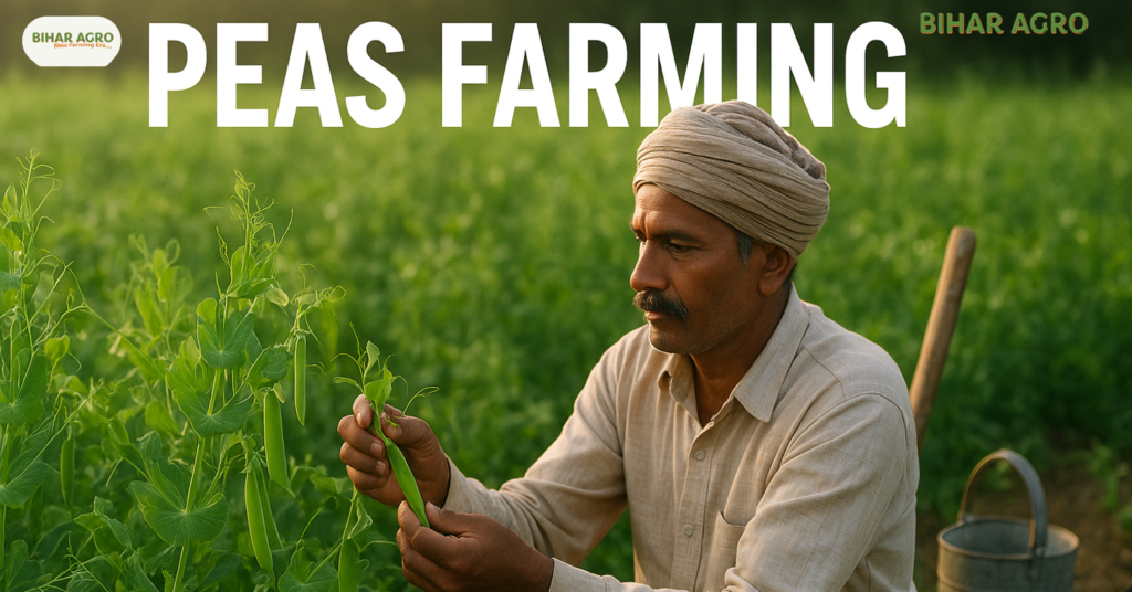 मटर की खेती कैसे करें, Peas Farming, मटर की उन्नत खेती, मटर की जैविक खेती, मटर की वैज्ञानिक खेती, मटर की किस्में, मटर में कीट नियंत्रण, मटर की बुवाई का समय, मटर की खेती से लाभ, मटर की पैदावार,