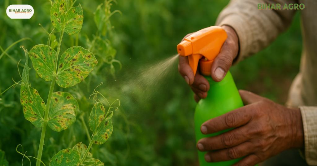 मटर की खेती कैसे करें, Peas Farming, मटर की उन्नत खेती, मटर की जैविक खेती, मटर की वैज्ञानिक खेती, मटर की किस्में, मटर में कीट नियंत्रण, मटर की बुवाई का समय, मटर की खेती से लाभ, मटर की पैदावार,