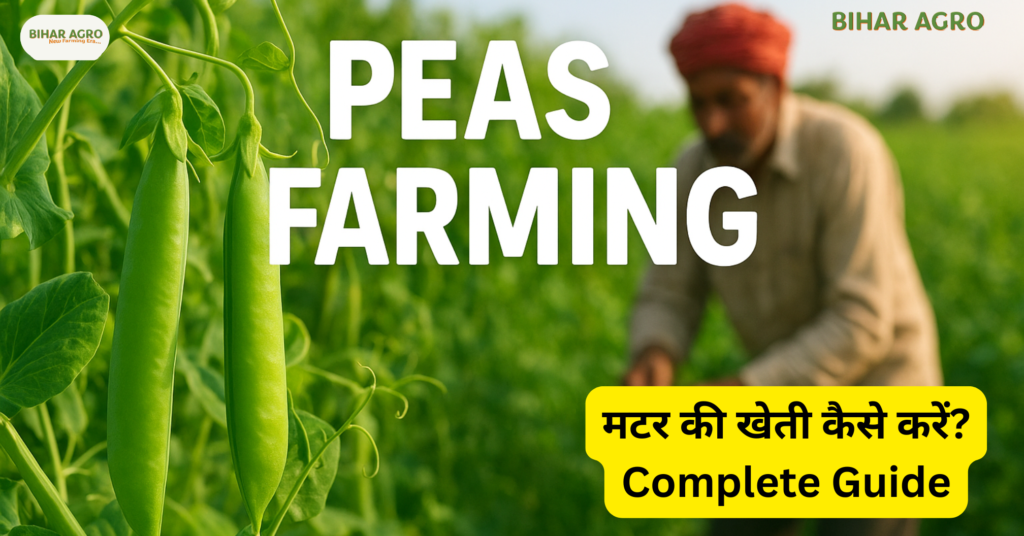 मटर की खेती कैसे करें, Peas Farming, मटर की उन्नत खेती, मटर की जैविक खेती, मटर की वैज्ञानिक खेती, मटर की किस्में, मटर में कीट नियंत्रण, मटर की बुवाई का समय, मटर की खेती से लाभ, मटर की पैदावार,