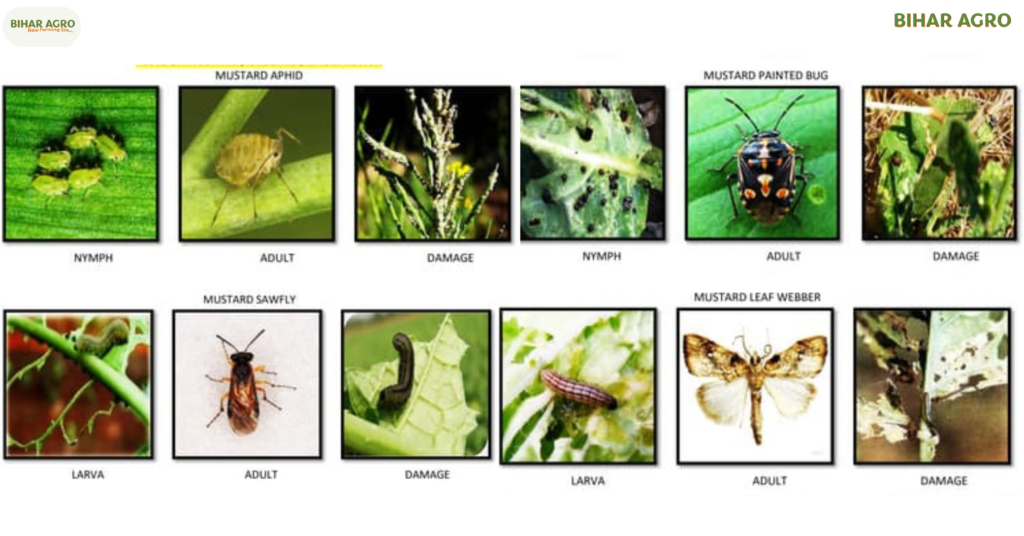 सरसों के रोग, Mustard diseases, कीट नियंत्रण, Mustard pests, रोग रोकथाम, Mustard farming, सरसों की खेती, organic farming,