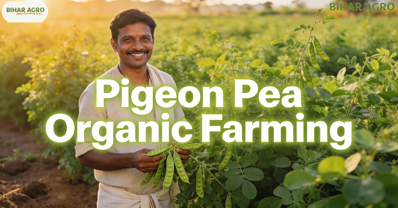 अरहर की आर्गेनिक खेती, Pigeon Pea Organic Farming, Organic Arhar Farming, अरहर की जैविक खेती, Organic Dal, Arhar Farming, Organic Farming India, Pigeon Pea, जैविक खेती, Dal Farming