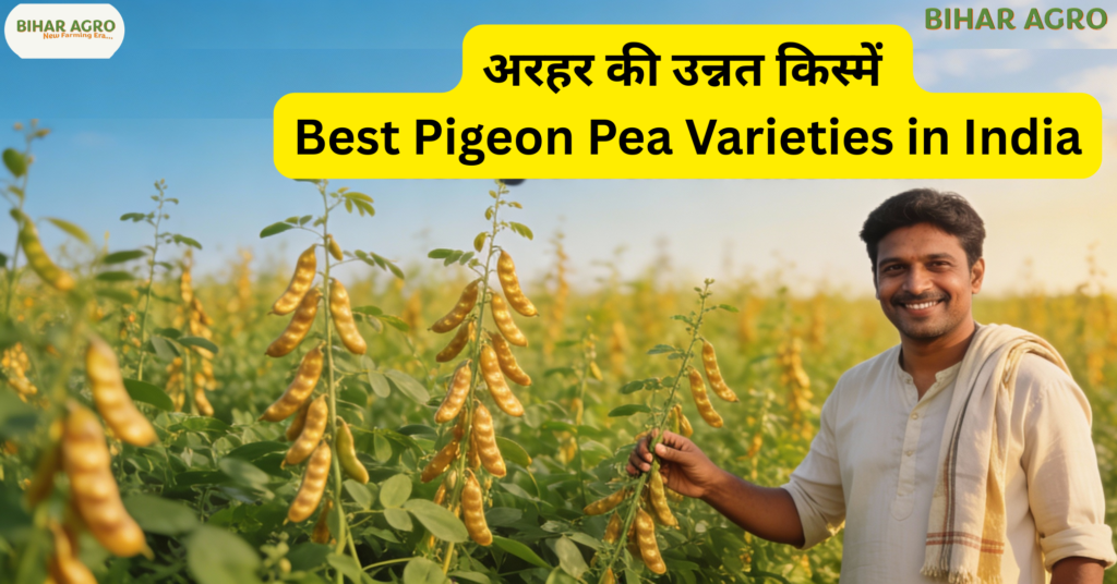 अरहर की उन्नत किस्में, अरहर की खेती, Arhar Farming in India, Best Pigeon Pea Varieties, Tur Dal Kisme, Pigeon Pea Seeds, Organic Arhar Farming, ICAR Arhar Varieties, Pusa Arhar Seeds, High Yield Tur Varieties, अरहर की वैरायटी, अरहर के रोग और उपचार.