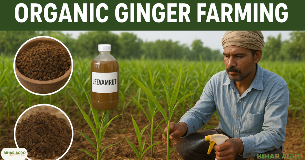 अदरक के रोग, अदरक के कीट, अदरक के लक्षण, कीट नियंत्रण, अदरक खेती, Ginger farming, Ginger pests, Ginger diseases,