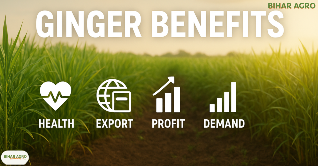 अदरक की खेती कैसे करें, Ginger Farming, अदरक की खेती, अदरक का बीज, अदरक की उन्नत किस्में, ऑर्गेनिक अदरक की खेती, अदरक की खेती से मुनाफा, अदरक की बुवाई, Adrak ki Kheti, अदरक की फसल,