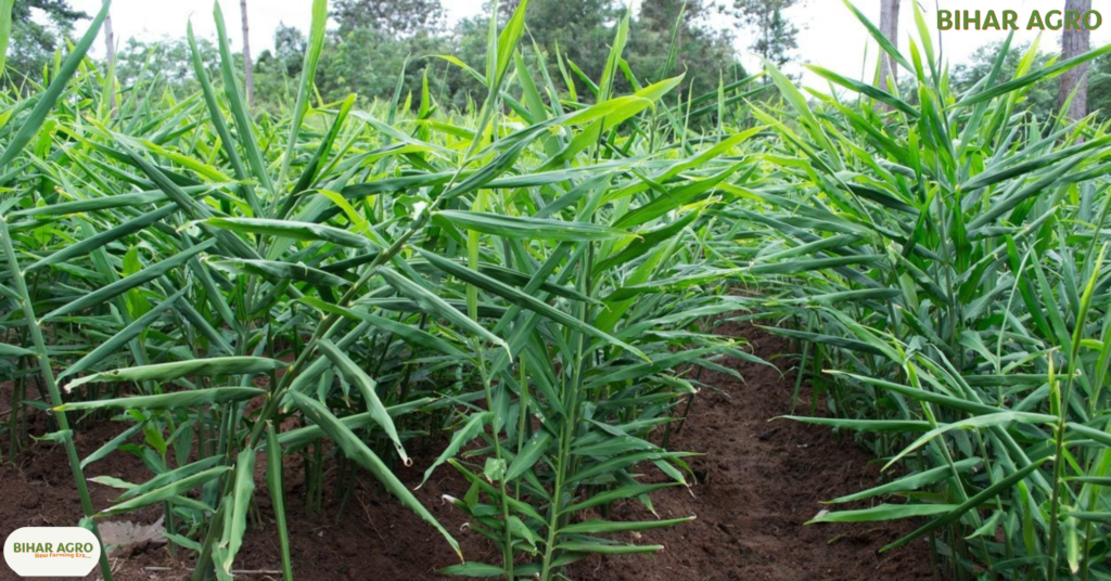 अदरक की खेती कैसे करें, Ginger Farming, अदरक की खेती, अदरक का बीज, अदरक की उन्नत किस्में, ऑर्गेनिक अदरक की खेती, अदरक की खेती से मुनाफा, अदरक की बुवाई, Adrak ki Kheti, अदरक की फसल,