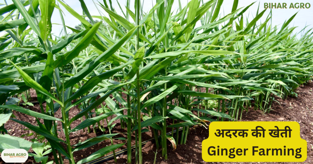 अदरक की खेती कैसे करें, Ginger Farming, अदरक की खेती, अदरक का बीज, अदरक की उन्नत किस्में, ऑर्गेनिक अदरक की खेती, अदरक की खेती से मुनाफा, अदरक की बुवाई, Adrak ki Kheti, अदरक की फसल,