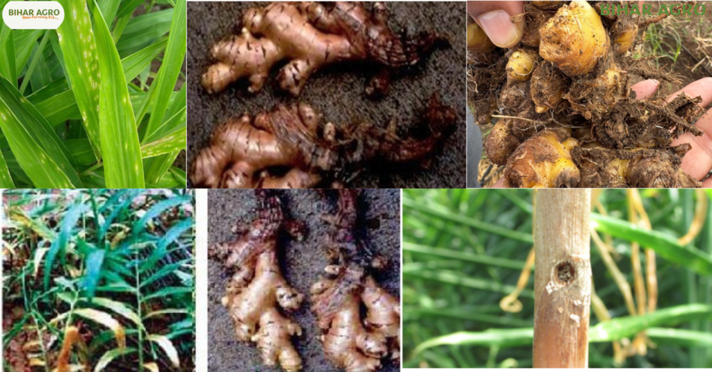 अदरक के रोग, अदरक के कीट, अदरक के लक्षण, कीट नियंत्रण, अदरक खेती, Ginger farming, Ginger pests, Ginger diseases,