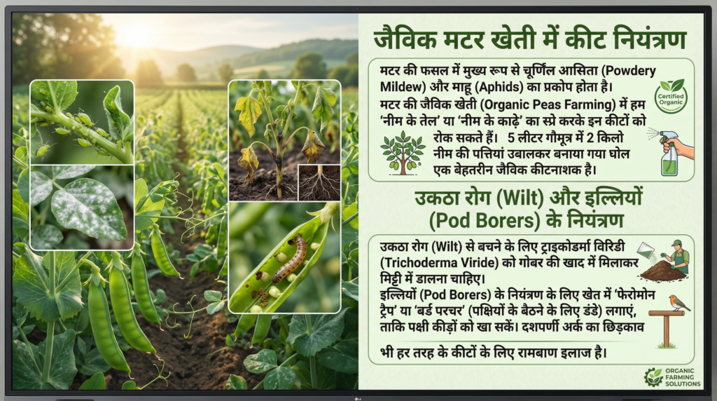 मटर की जैविक खेती, Organic Peas Farming, जैविक खाद, मटर की उन्नत किस्में, उन्नत कृषि, जैविक कीटनाशक,
