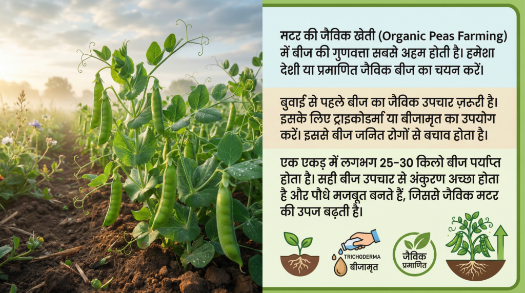 मटर की जैविक खेती, Organic Peas Farming, जैविक खाद, मटर की उन्नत किस्में, उन्नत कृषि, जैविक कीटनाशक,