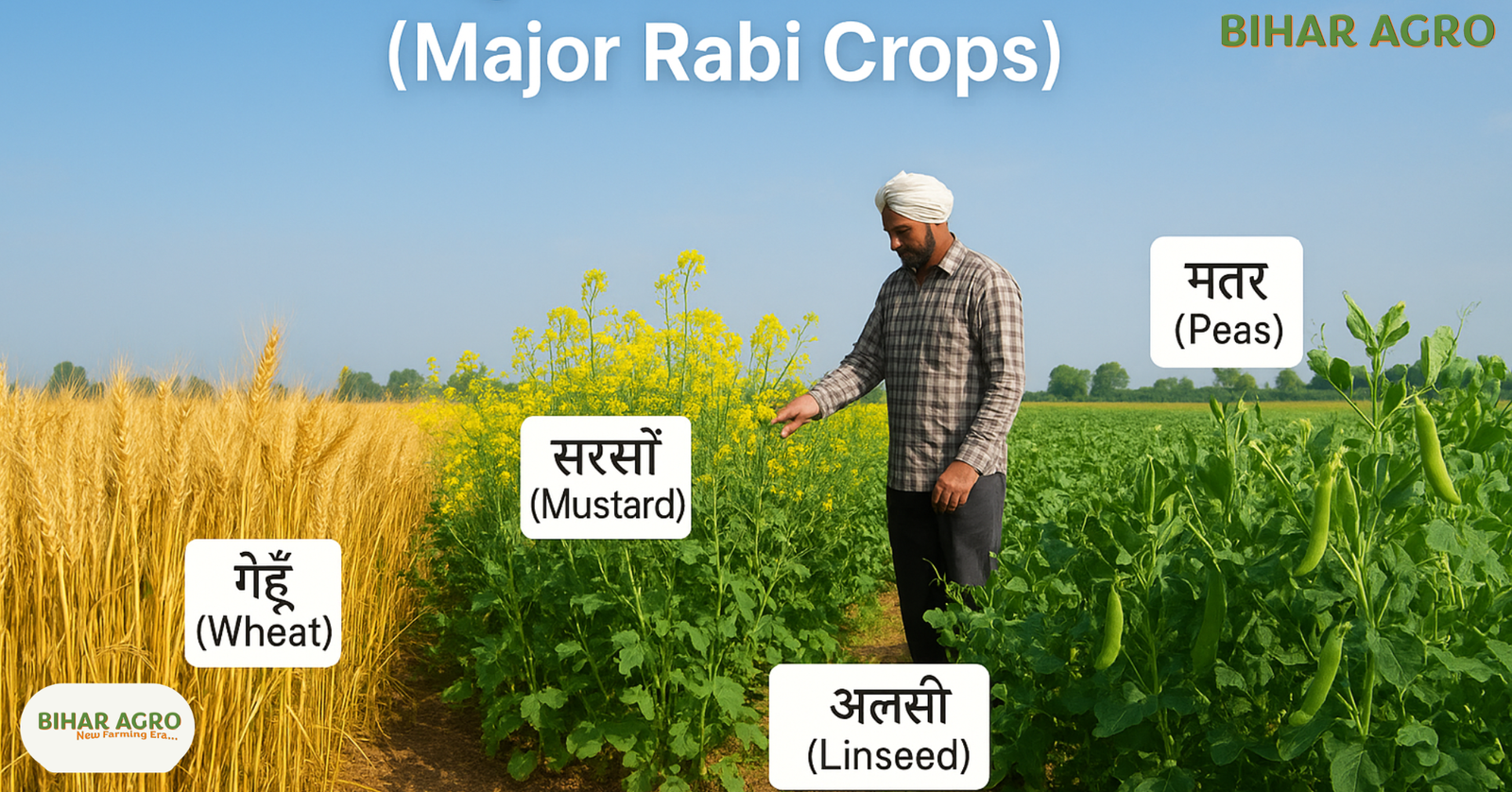 रबी सीजन की प्रमुख फसलें, Major Rabi Season Crops, प्रमुख रबी फसलें, Major Rabi Crops, Rabi Crops India, Rabi Season Farming, Winter Crops India,
