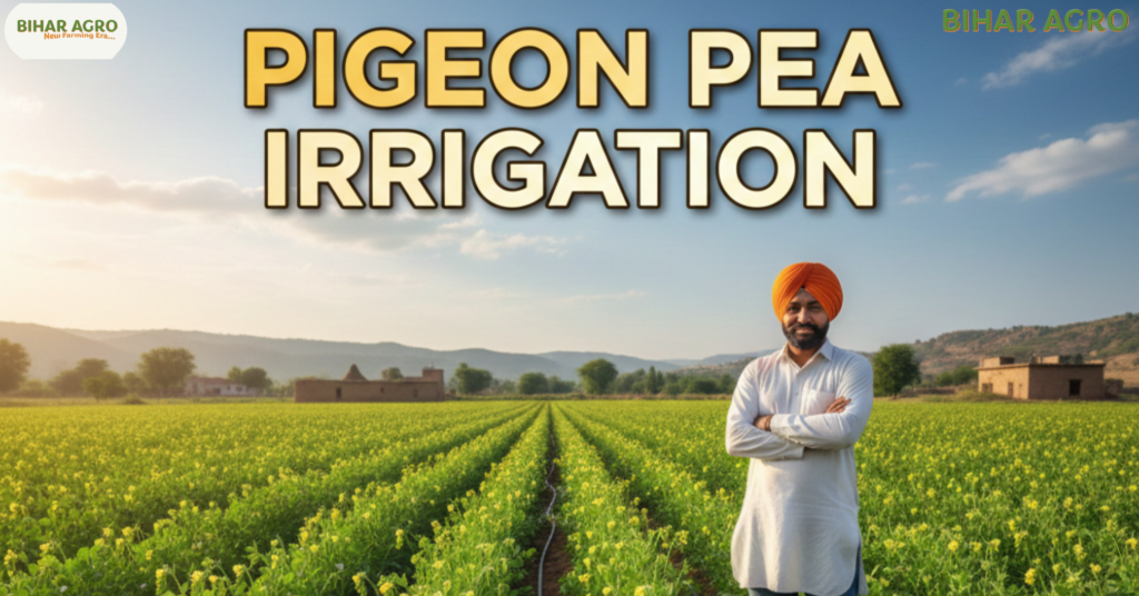 अरहर की खेती, अरहर की सिंचाई, Pigeon Pea Irrigation, तुअर की खेती, दलहनी फसल,