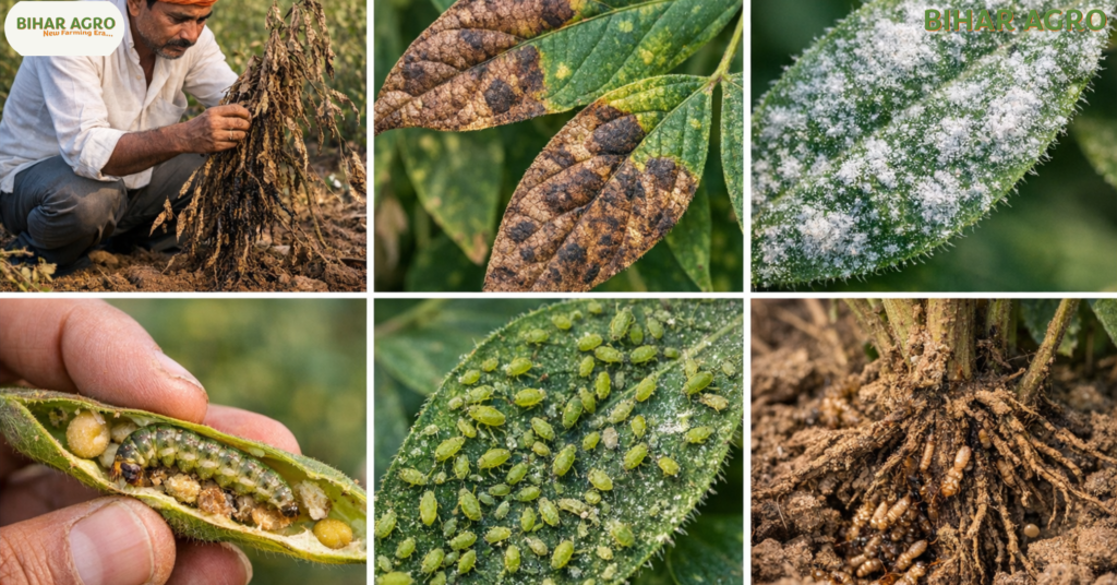 अरहर के रोग, Pigeon Pea diseases, अरहर की खेती, तूर दाल के रोग, फली छेदक कीट नियंत्रण, उकठा रोग, अरहर के रोग (Pigeon Pea diseases) लक्षण कीट और उनकी रोकथाम, जैविक खेती, Arhar crop protection, Wilt disease in Pigeon Pea, Sterility Mosaic Virus, Organic farming of Tur, Pigeon pea pest management,