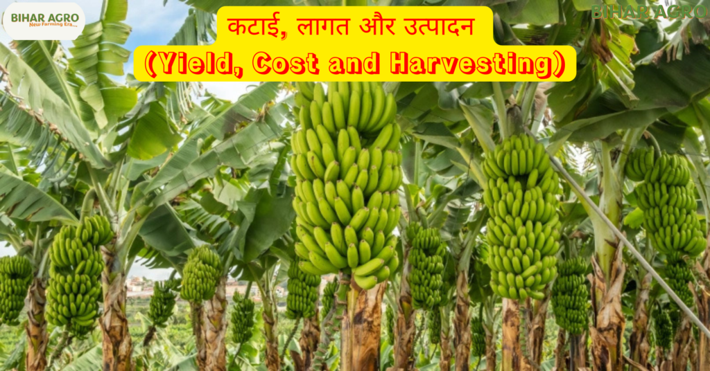 केला की खेती, Banana Farming, G-9 Banana, Modern Farming India, केला की उन्नत किस्में, Banana Cultivation Tips, खेती से कमाई, Tissue Culture Banana