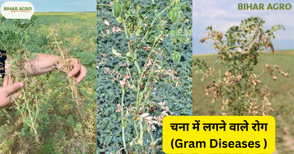 चना में लगने वाले रोग और उसका नियंत्रण ,Gram Diseases and Control,