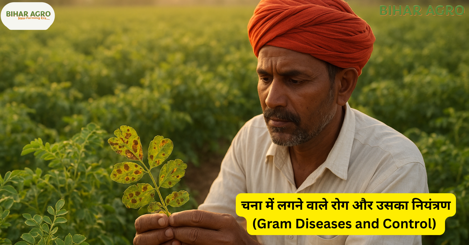 चना में लगने वाले रोग और उसका नियंत्रण ,Gram Diseases and Control,