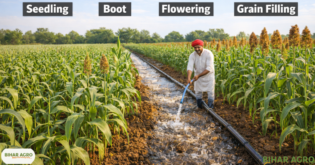 ज्वार की सिंचाई, Sorghum Irrigation, ज्वार की खेती, Sorghum Farming, ज्वार की सिंचाई, Irrigation Tips, खरीफ फसल,