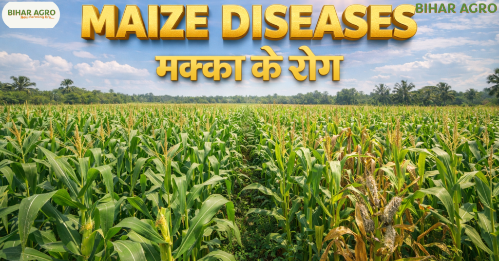 मक्का के रोग, Maize Diseases, maize leaf blight, maize stem rot, bhutta sadan rog, Maize Farming, Maize Disease Control, Kharif Crops, Indian Agriculture,