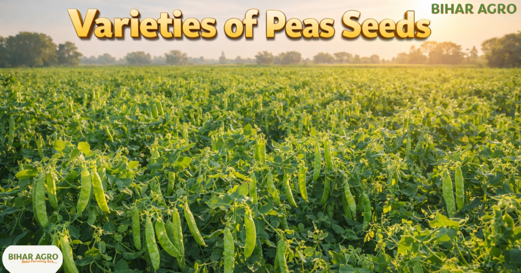 मटर की उन्नत किस्में, Varieties of Peas Seeds, best pea varieties, matar ki kisme, peas farming India,