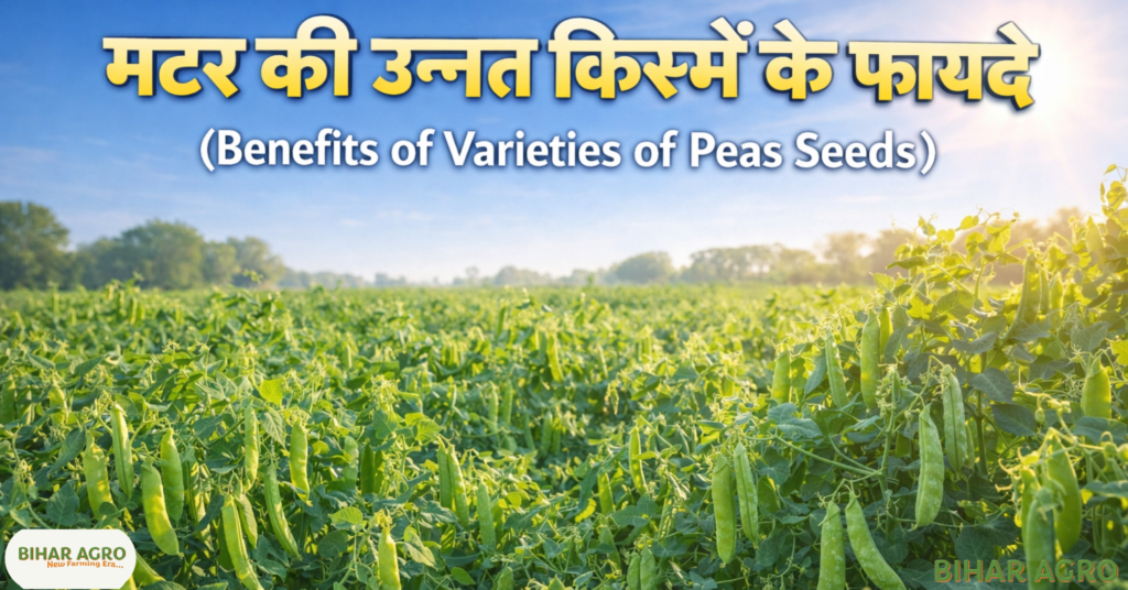 मटर की उन्नत किस्में, Varieties of Peas Seeds, best pea varieties, matar ki kisme, peas farming India,
